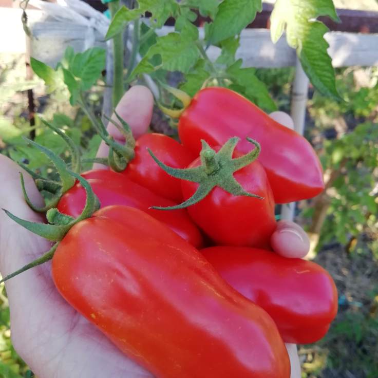 Tomates_San_Marzano (8)